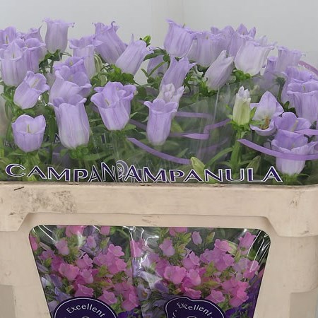 Campanula Medium Lampion Lilac