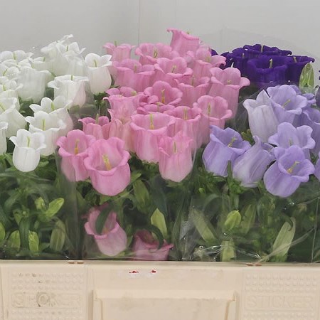 Campanula Medium Lampion Mix