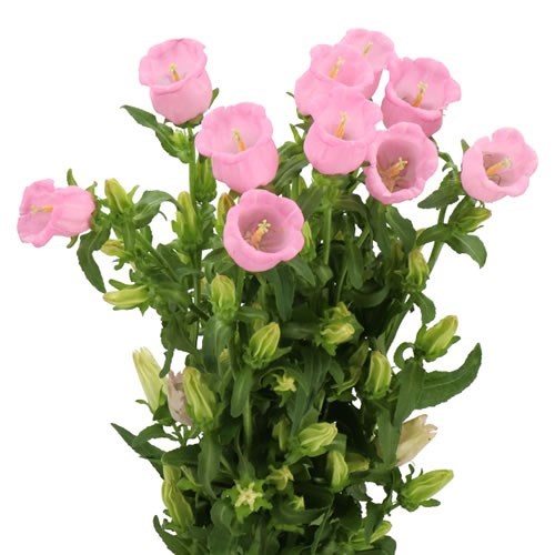 Campanula Medium Lampion Pearl Pink