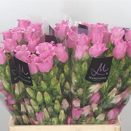 Campanula Medium Lampion Pink