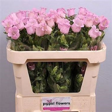 Campanula Medium Lampion Pink