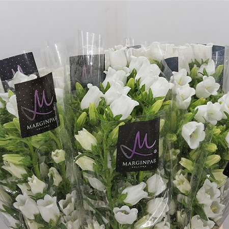 Campanula Medium Lampion White