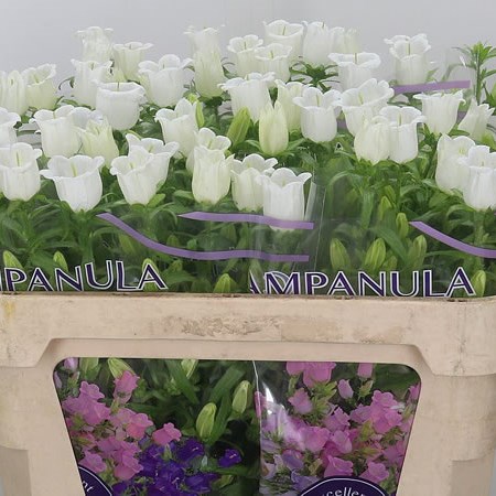 Campanula Medium Lampion White