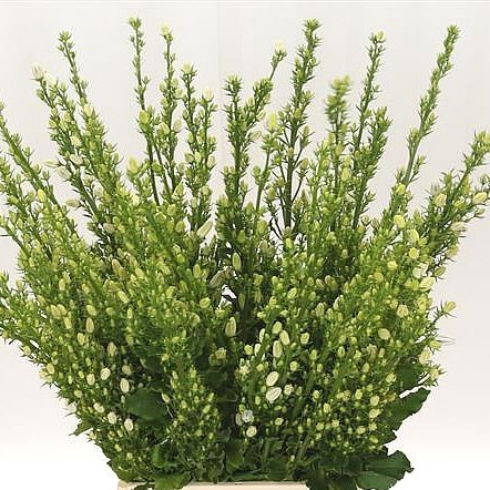 Campanula Pyramidalis Alba