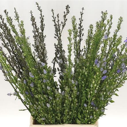 Campanula Pyramidalis Blue