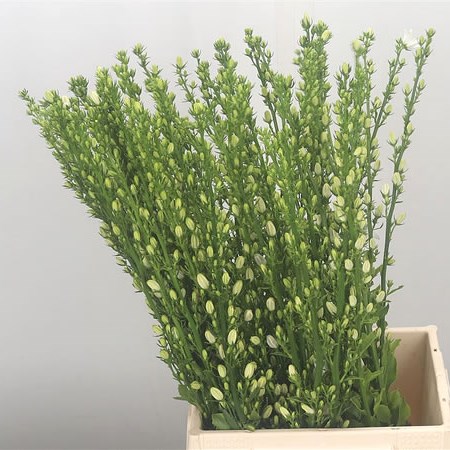 Campanula Pyramidalis White