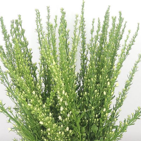 Campanula Pyramidalis White