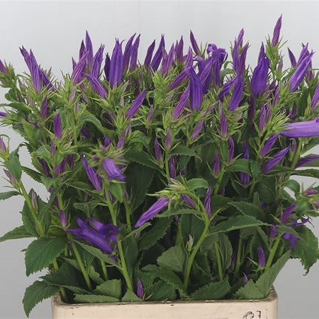Campanula Royal Wedding