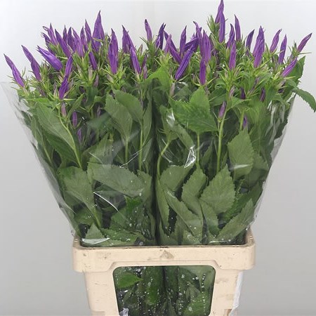 Campanula Royal Wedding