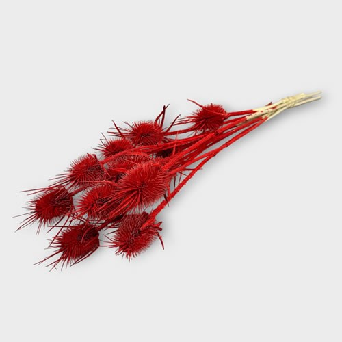 Cardo Palustre Dyed Red (Teasles)