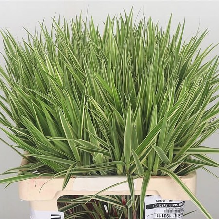 Carex Phyllecephala Sparkler