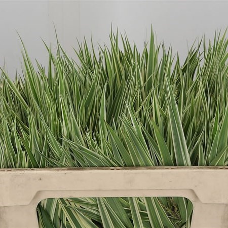 Carex Phyllocephala Sparkler