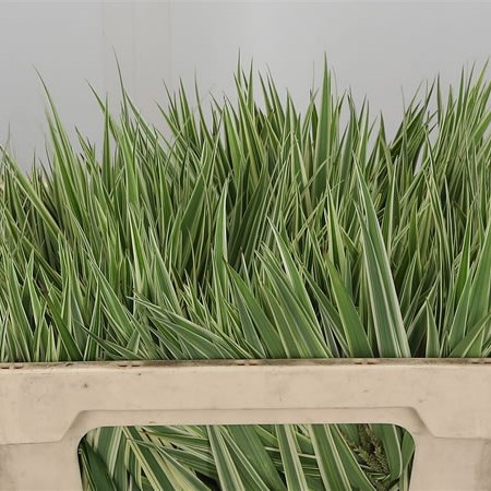 Carex Phyllocephala Sparkler