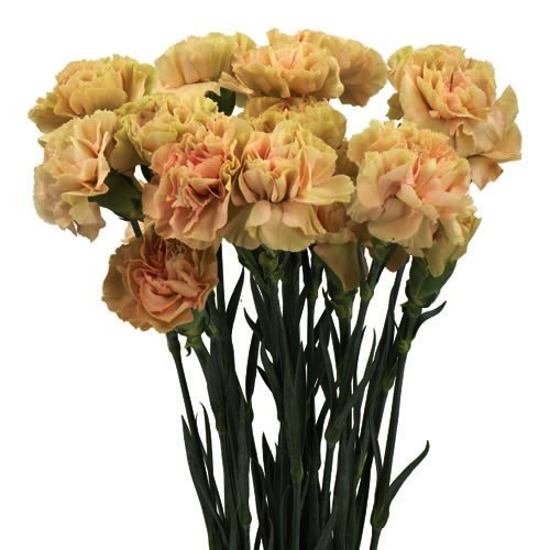 Carnation Ambar