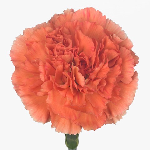 Carnation Arabia