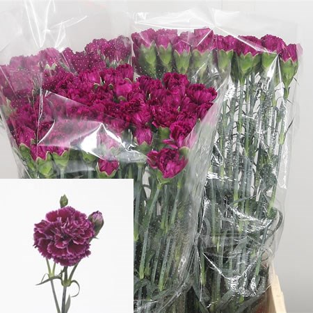 Carnation Aydin Purple