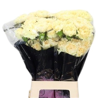 Carnation Beverly Hills