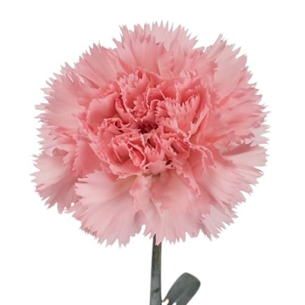 Carnation Big One