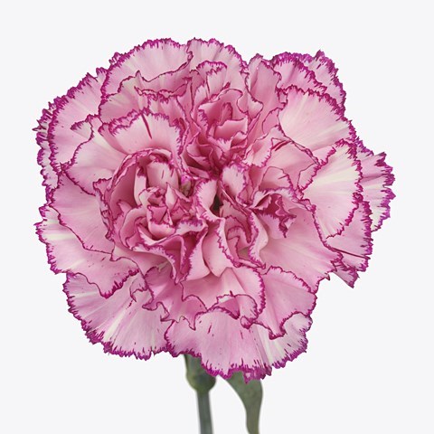Carnation Boheme
