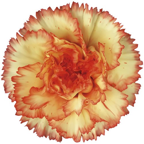 Carnation Boiro