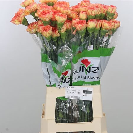 Carnation Boiro