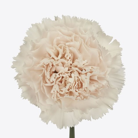 Carnation Brut