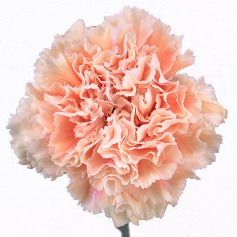 Carnation Cappuccino