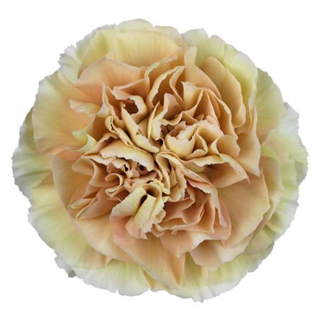 Carnation Cassata