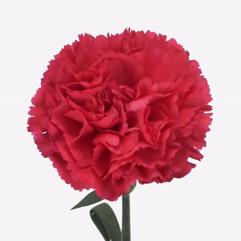Carnation Cervantes