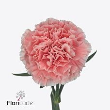 Carnation Cotton Candy