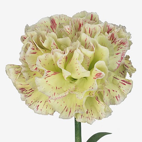 Carnation Cover