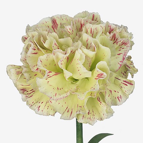 Carnation Cover