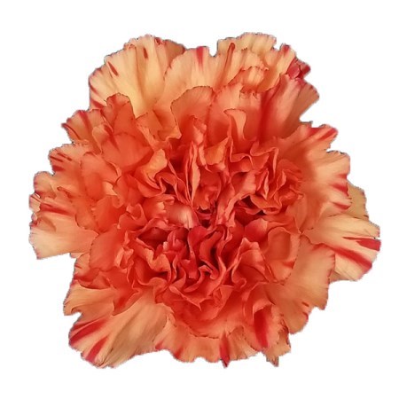 Carnation Cowboy