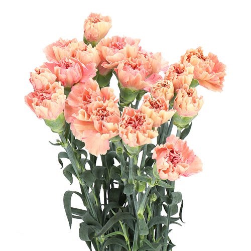 Carnation Creta