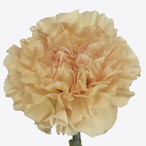 Carnation Crimea