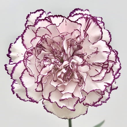 Carnation Damascus