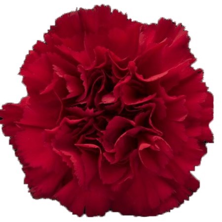 Carnation Daniko