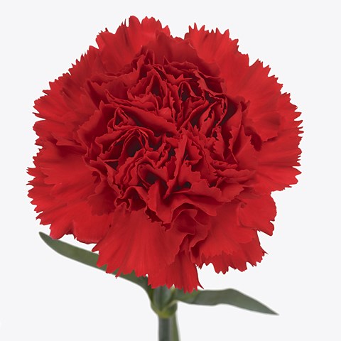 Carnation Dante