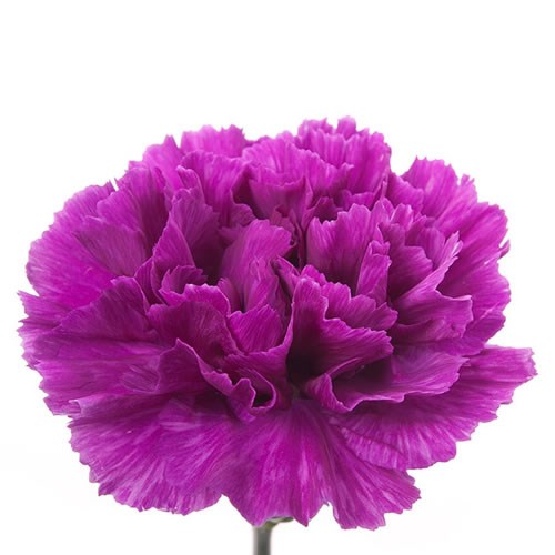 Carnation Dark Farida