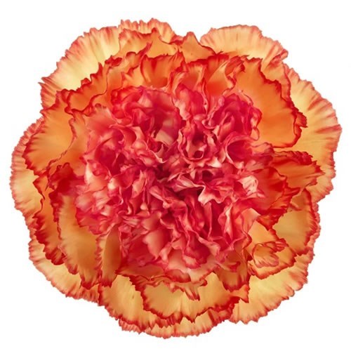 Carnation Diego