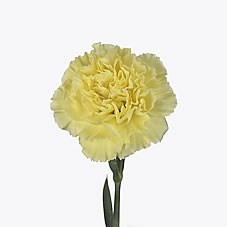 Carnation Diletta