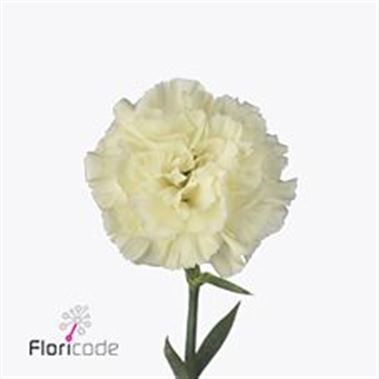 Carnation Diletta Crema
