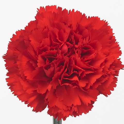 Carnation Don Pedro