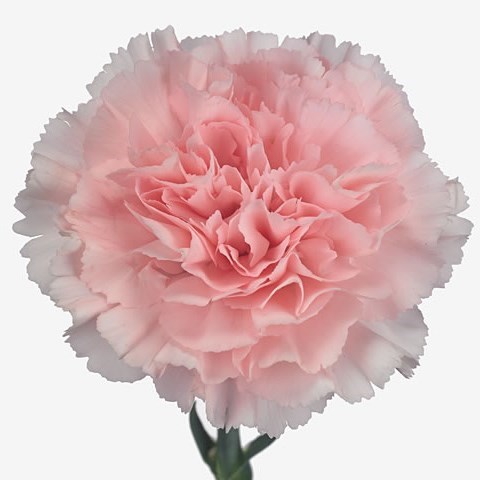 Carnation Doncel