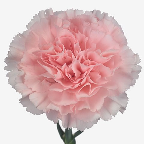 Carnation Doncel