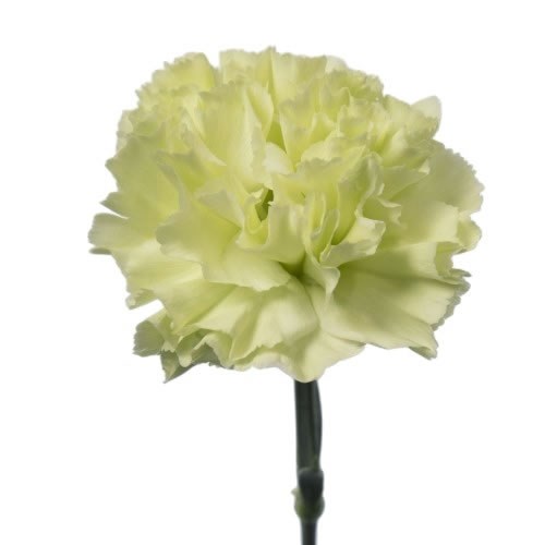 Carnation Eternal Fairy