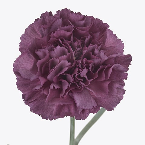 Carnation Extasis