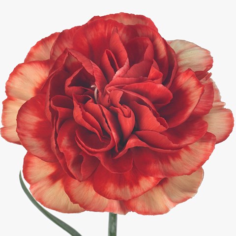 Carnation Fabulous