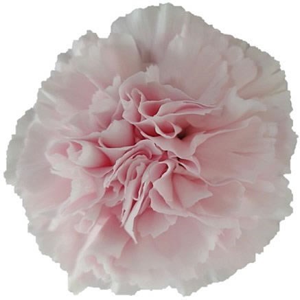 Carnation Faith