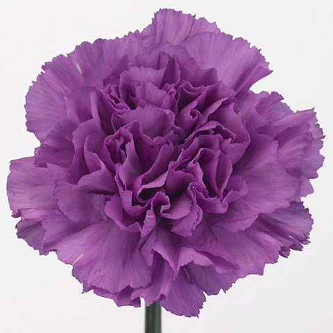 Carnation Florigene Moonlite